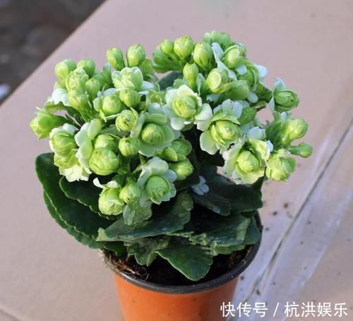 巴黎|最罕见的花卉,花色新奇,好养易活,是一款爆盆神器,值得拥有