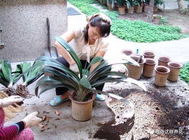 花土硬得像石头,烂根又黄叶,灌点它很快变松软,不用换土!