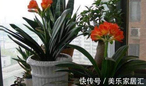 君子兰不开花,4种情况要知道,学会此样做,年年开花爆盆