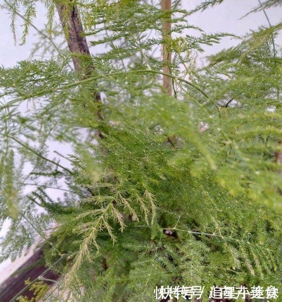 养盆最高雅的文竹,放在卧室里,每天喷点水,四季不黄叶