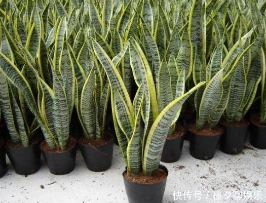 虎尾兰|养这8种植物根本不用买,随便摘下一片叶子,插在土里就能活