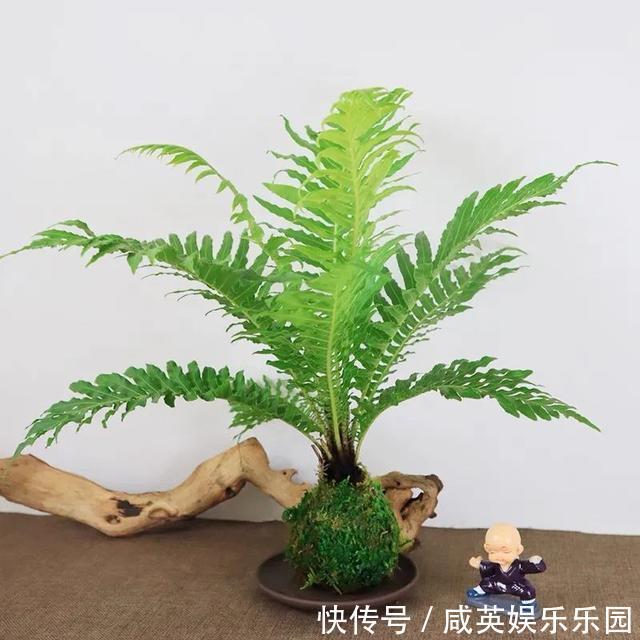 植株|五种小盆栽,耐阴又好养,办公室养几盆,增财运、旺事业