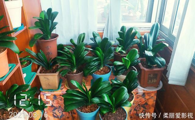 新叶|君子兰有“6怕”，难怪总是养不好，新手规避