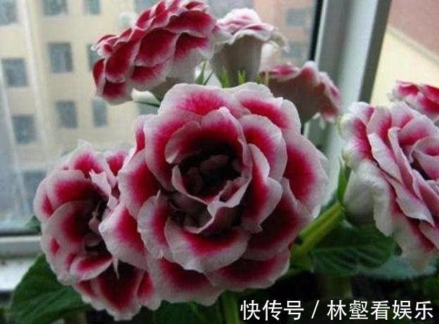 不是“牡丹”胜牡丹,养殖方法简单,家里养两盆,花大色艳真好看