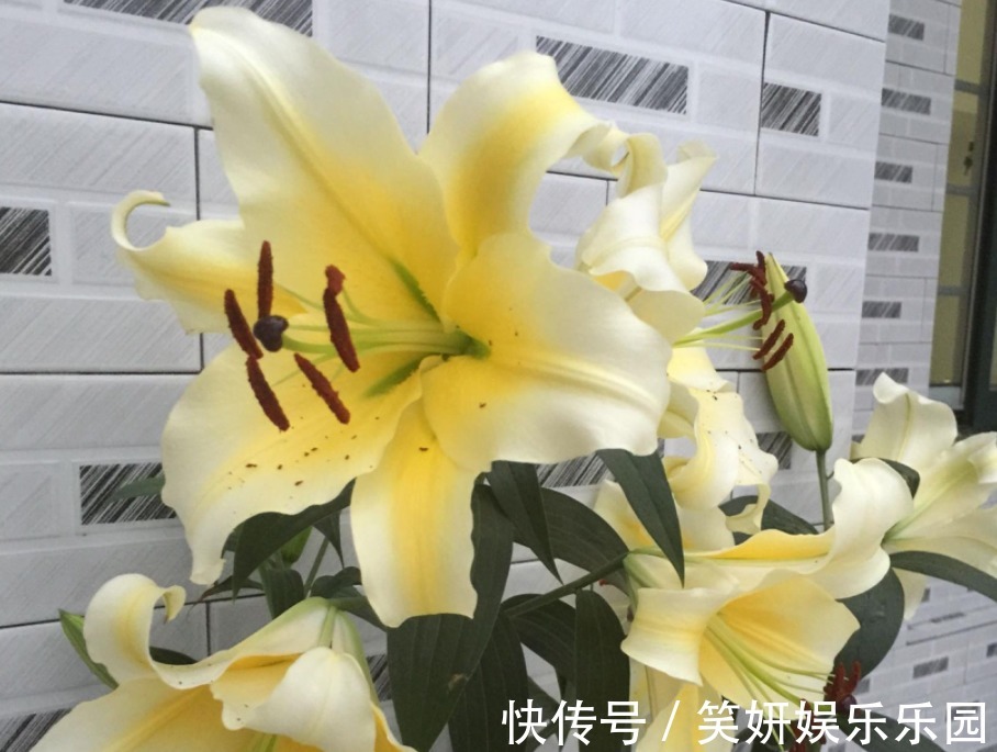 这款洋葱花天热多栽点 埋土里1个月开花 秋季爆崽 年年复花 粉紫色 这款洋葱花天热多栽点 埋土里1个月开花 秋季爆崽 年年复花 粉紫色