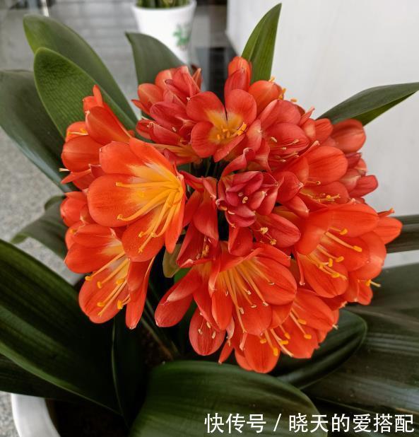 桂花|养4种植物堪称“投资”，养得越久，价值翻好几倍