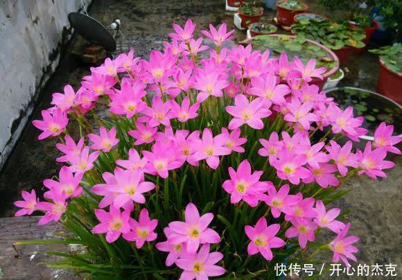 这些漂亮花要“控制”养,勤快人容易养成“秃子”,懒人养的棒