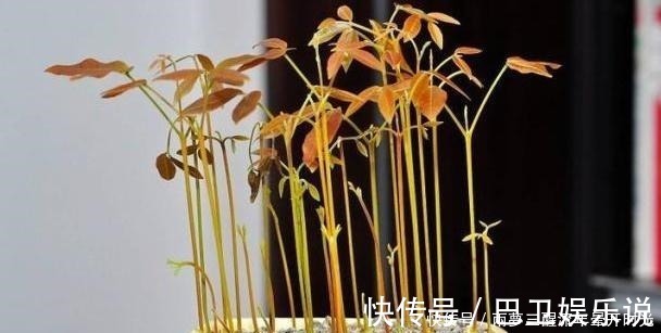 小森林|2种“贵”水果,果核别丢,扔在花盆里,变成小森林,果子随便摘