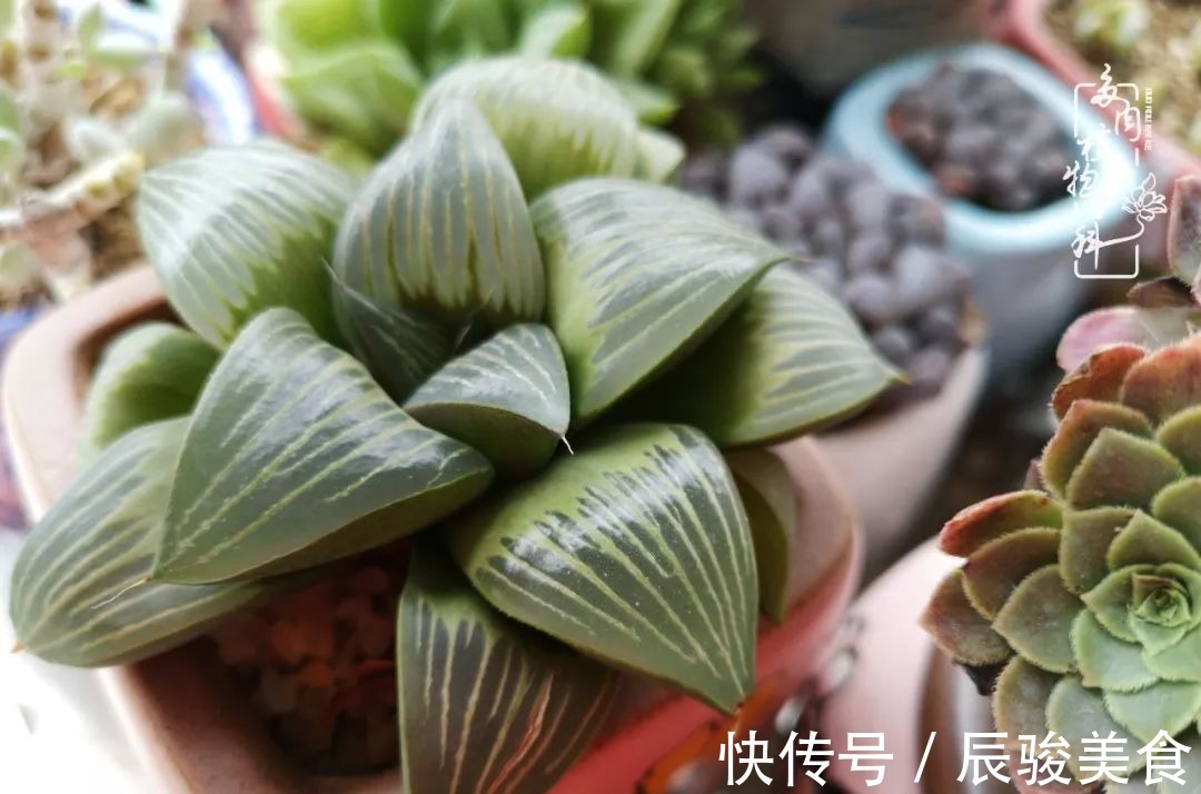 蓝苹果|经历一个夏天的摧残,方知皮实好养的多肉才是真爱!