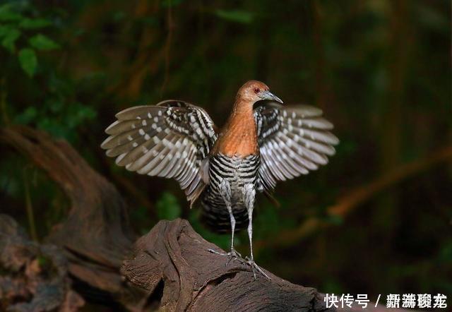 巨龟 不可思议一种13万年前已灭绝的物种再次出现，是一种不会飞的鸟