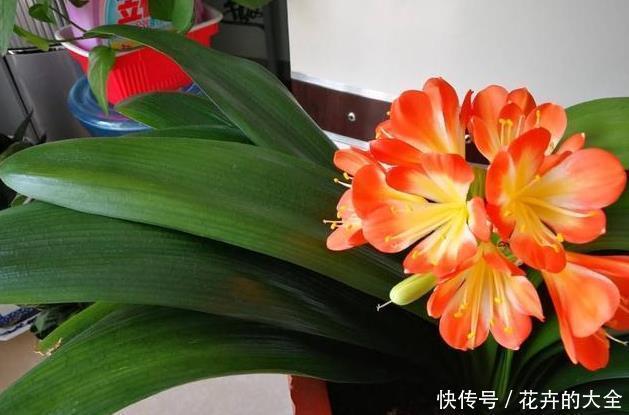 妙招|养君子兰用这个小妙招,开花多、新叶多、不夹箭,叶子绿的发光
