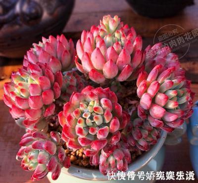 墩子|养棵多肉蓝苹果,大水大肥伺候,一年能爆10个头,养成群生肉墩子