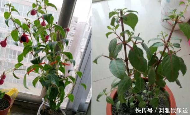 想贪便宜又想养花,冬天就买这3样盆栽,来年开春嗖嗖开花