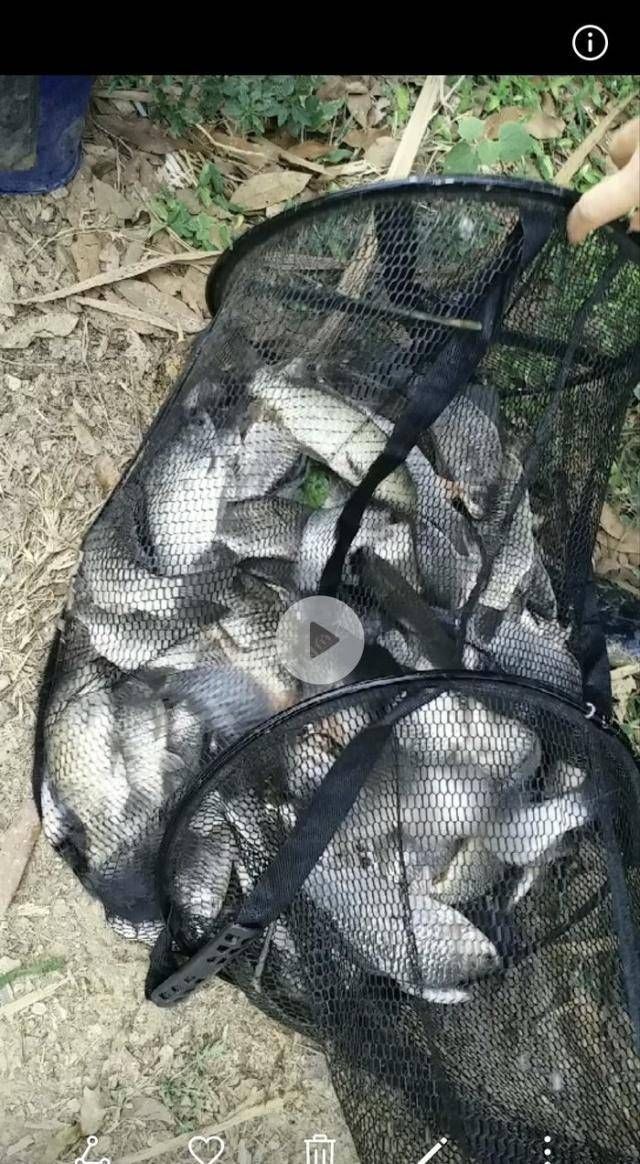 钓鲫鱼方法和窝料制作方法,自己研制的饵料,一般人我不告诉他