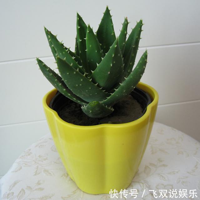 家里放什么植物最好其实有这5种就足够了!你家放了吗