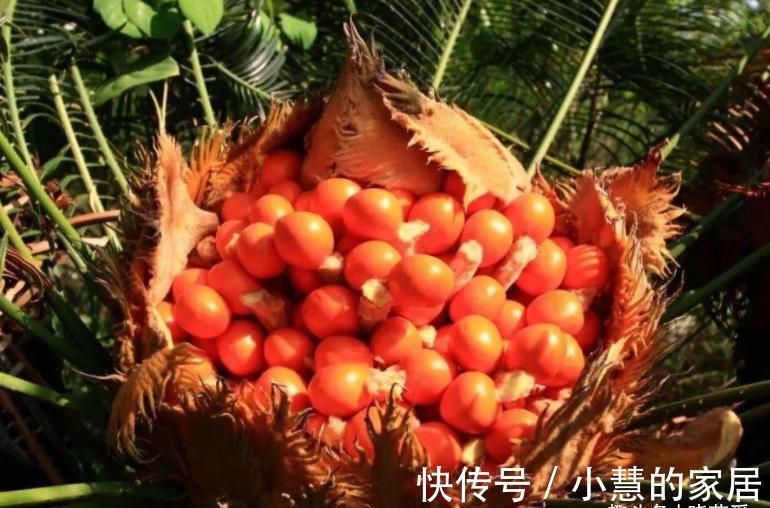 “美丽有毒”的植物，快来认识11种“毒花毒果”，不吃亏不上当