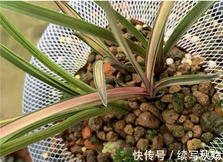 四川九寨沟出产的一颗蕙兰堪称稀世之宝，叶片有七种颜色