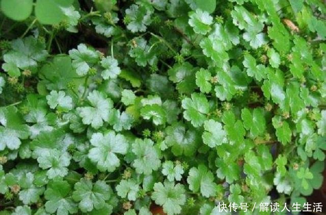 此草貌不惊人,形状似铜钱,扎根大江南北,可惜很多人不知其药效!