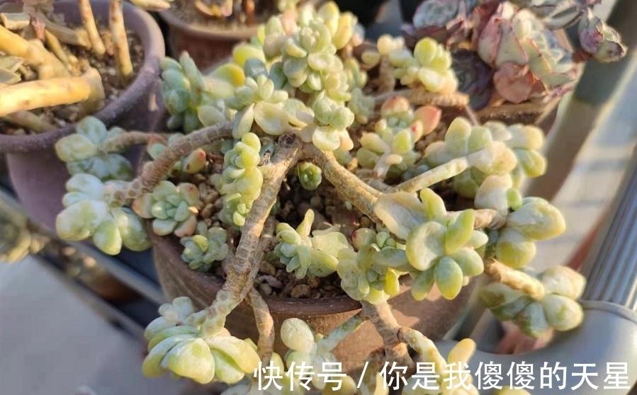 放在楼顶的多肉虽有轻微冻伤,但问题不大,目前依然还在坚持露养