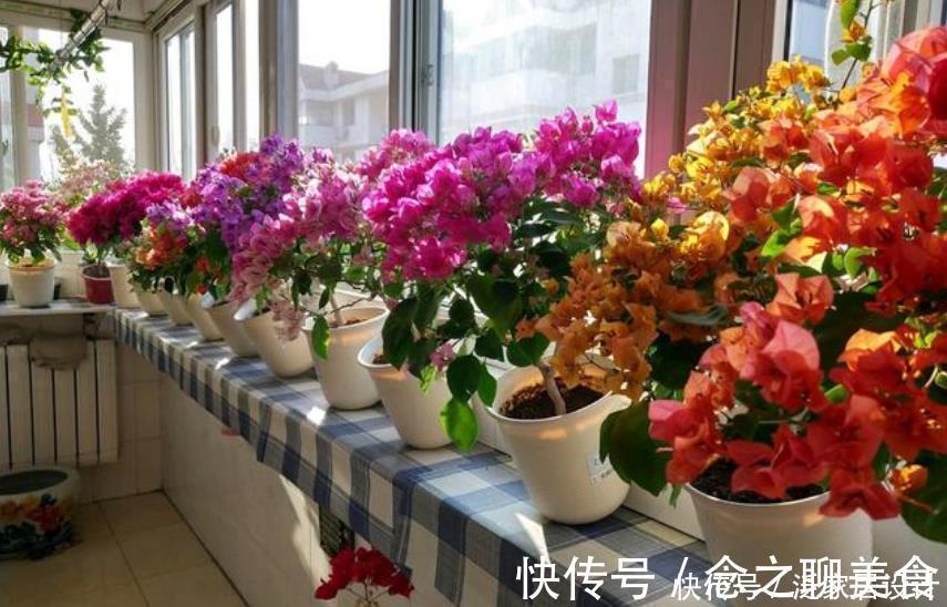 养花公认“最美”4种花,美不胜收,特别适合养花新手!