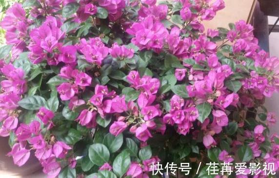 陌上花开|三角梅花期不开花怎么办?3个小窍门,助力全年花开爆满盆