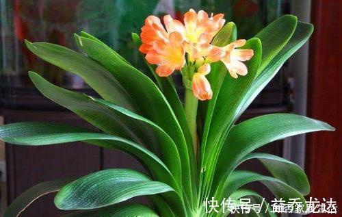 技巧|养君子兰，掌握3个技巧，养出大白根，嗖嗖挤满盆，叶绿开花艳！