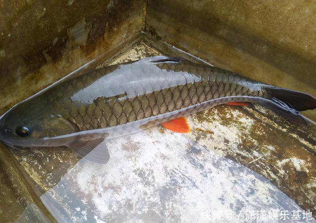 常被年轻人误认成草鱼，殊不知是“淡水之王”，运气好才能钓到