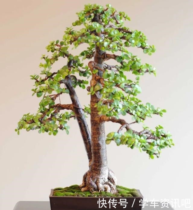 通过修剪和蟠扎,将金枝玉叶养成盆景,这几个基本的技巧要学好了!