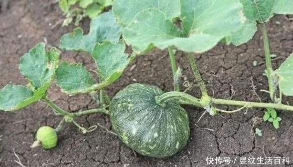 明朝|明朝才引进我国的蔬菜,过去是人们的主食,现在5毛一斤无人要?