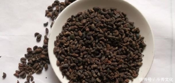 女贞子|这果子远看酷似葡萄,现在正成熟,泡酒效果好,晒干可入药