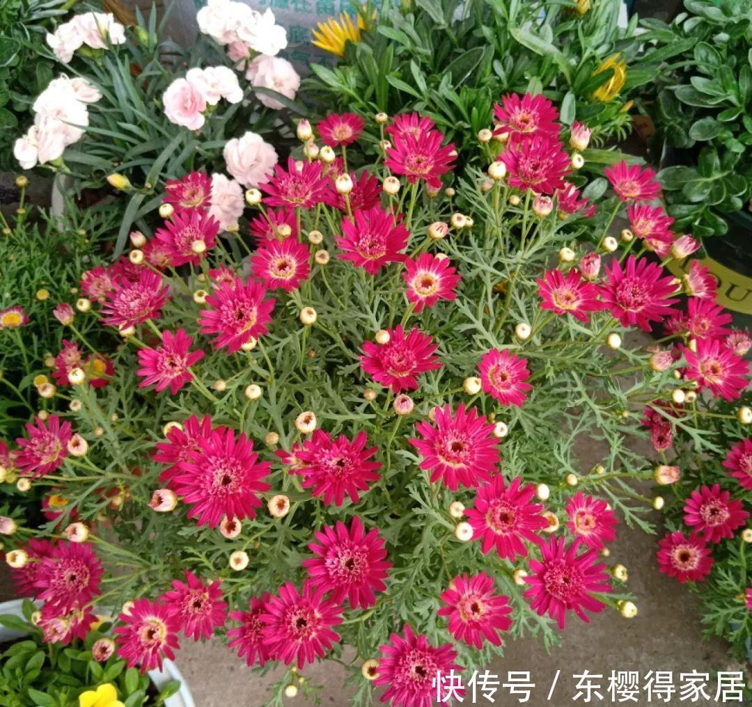 冬天修剪分“轻重”，有的花剪狠了，再也不开花