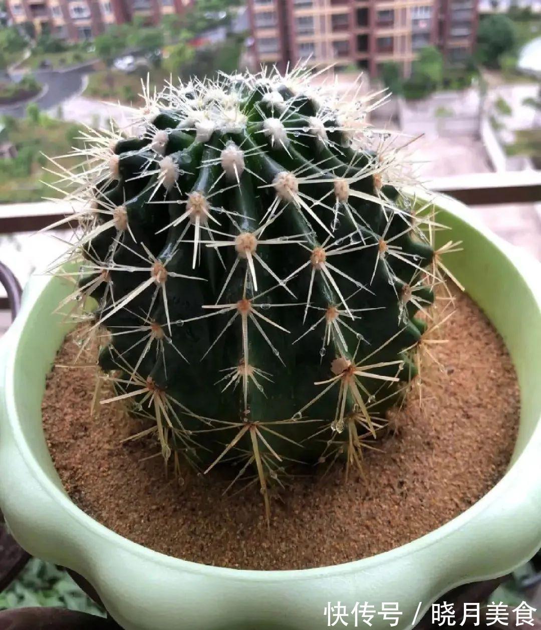 浇水|15种常见花,冬天浇水有讲究,小心越浇花越死