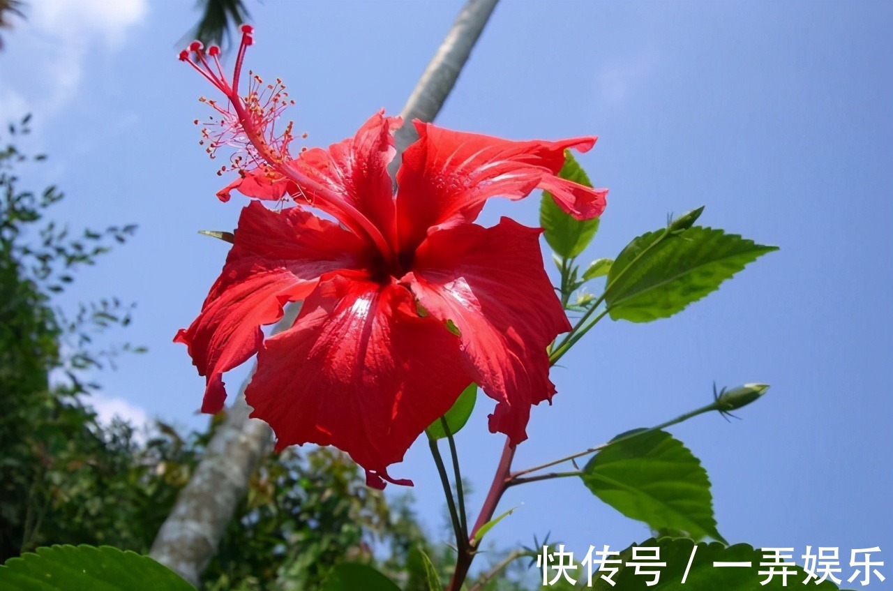 被名字耽误的“三种花”,名字虽土颜值高,关键是高温夏季也勤花