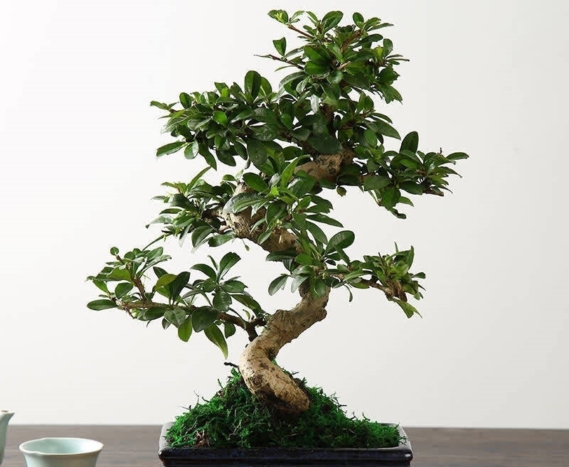 杀虫剂有害健康,养花就该巧用这些手段消灭害虫,保护环境