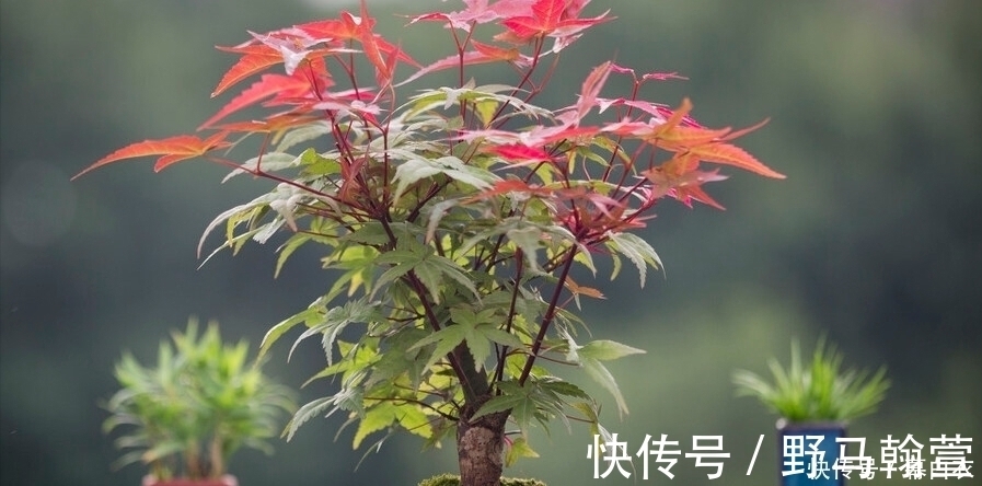 干式|三种“富贵”树,能当盆景“传家宝”,喜庆吉祥上档次