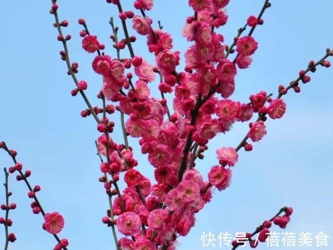 10大漂亮花，值得冬天养一盆，好养易开花，盆盆爆花