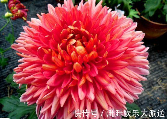 直立天|喜欢牡丹,不如养“罕见菊花”灯光荷,红光四溢,群芳争艳!