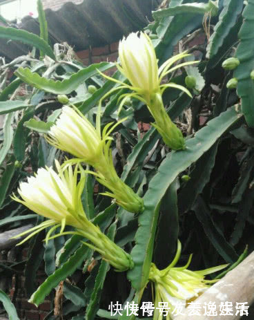 氮肥|在家也能种火龙果,7天生根发芽,好养易活结果量大,果子挂满树