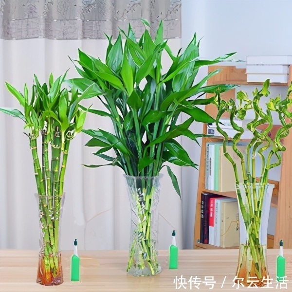 封闭的楼房养花,首选这6种,都是净化小能手,养在家里利于健康