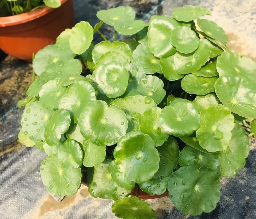 爆盆|家中养就3种花，名字带“钱”寓意好，枝叶多，美观大气又好养