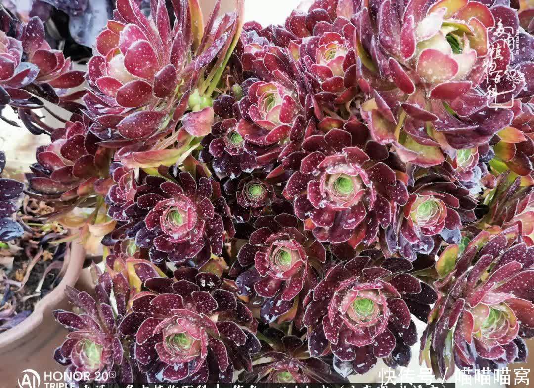 多肉|你是爱,是暖,是希望,你是人间四月天!