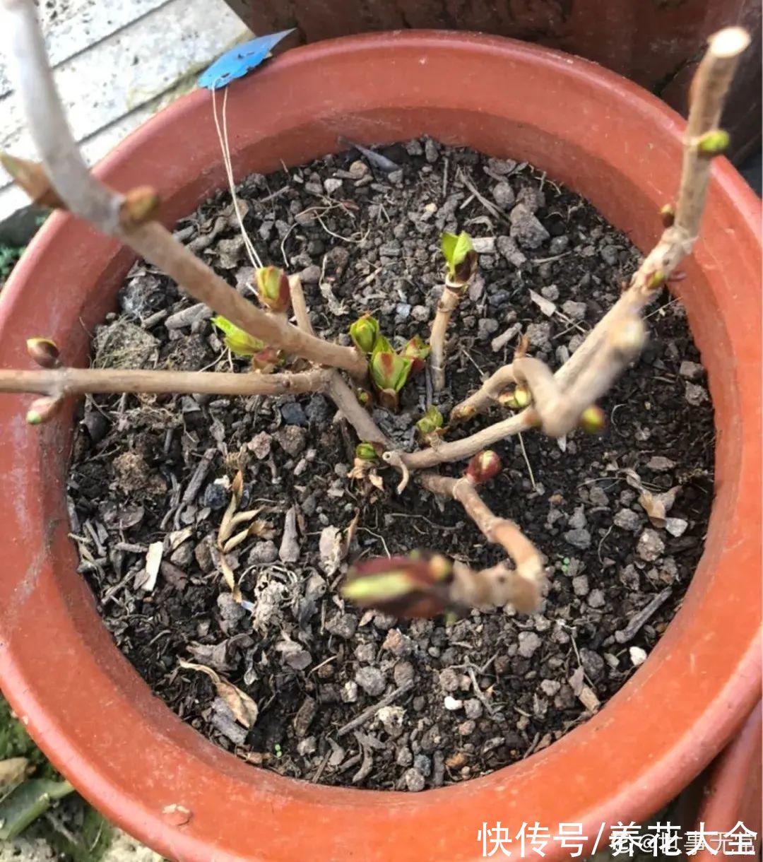 7种花冬天会假死，叶子掉光不要扔，明年还能大爆花