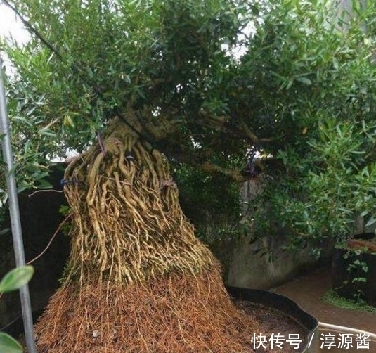 鉴赏|盆景鉴赏:一棵黄杨提根15年,这么粗的根头一次见!