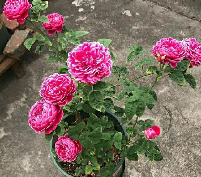 养花不用想得很复杂,撒上一把天然肥,叶绿花美,花开不停歇