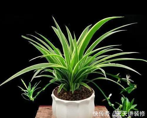 发财树|家里什么植物都可以不养,唯独这4种花万万要摆,身体越住越健康