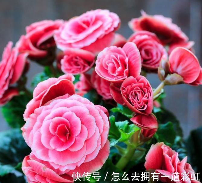 喜欢在家中养护花卉,就选择花期长,花色丰富,花色艳的5种花卉