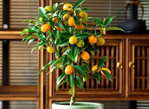 农历9月29日霜降后,养什么花?以下3种花,吉祥如意招财进宝