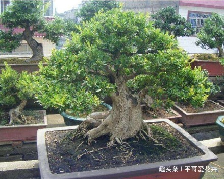 什么绿萝、发财树都不如“2种树”，养人又旺财，1-2年成盆景