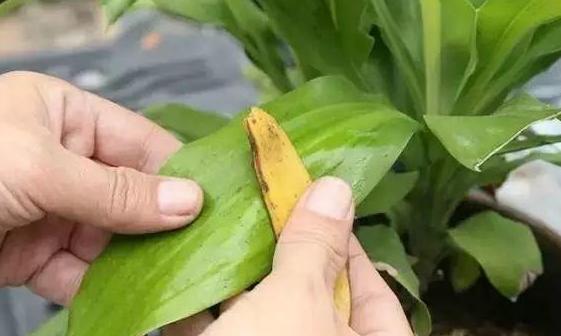 养殖花草小妙招用香蕉皮盆栽植物,分分钟搞定肥水、清洁问题