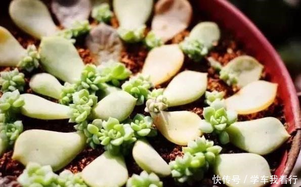 多肉土加“一料”,扦插不黑腐,7天蹭蹭冒笋芽,独苗变悬崖老桩!